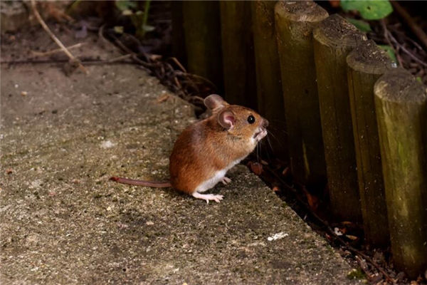 37歲的生肖幾月出生最好_十二生肖