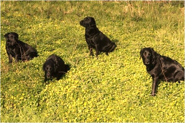 夢見把別人劃傷是什麼預兆_周公解夢官網