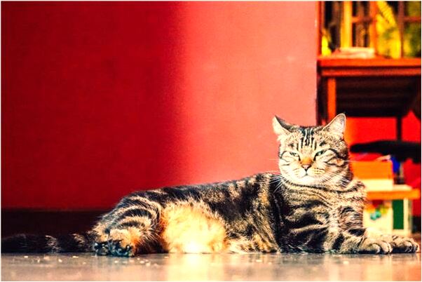 夢到了自己的妹妹被趕出家來我家的預兆_周公解夢官網