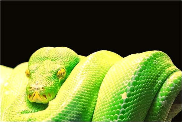 夢見旅行包裝著笤帚是什麼預兆？_周公解夢官網