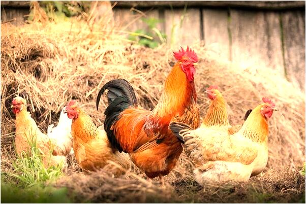 夢見哥哥又結婚啦好不好_周公解夢官網