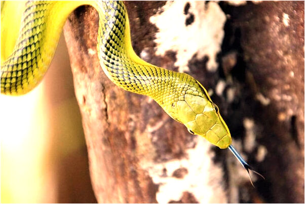 夢到了藏獒還有好大的狗有何寓意_周公解夢官網