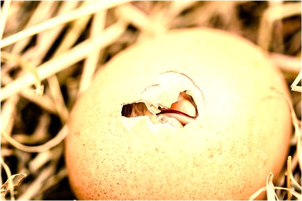 夢到一棵茂盛大樹有什麼預示嗎_周公解夢官網