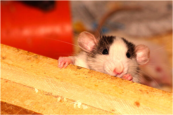 夢到了收了別人的錢有什麼含義_周公解夢官網