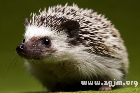 Dream of the hedgehog
