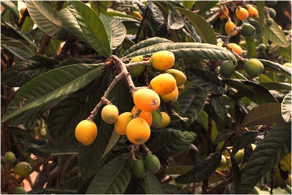 夢見搬家介紹物品預示什麼_周公解夢官網