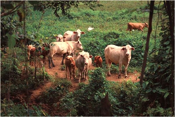 夢到了跟外婆說話是好是壞_周公解夢官網