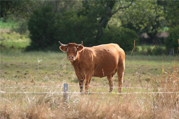 2021年屬什麼的命格如何_十二生肖