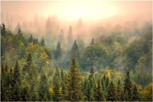 夢見蛇洗澡是怎么回事_周公解夢官網