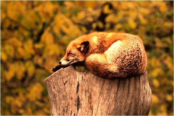 夢見魚被殺了會怎么樣_周公解夢官網