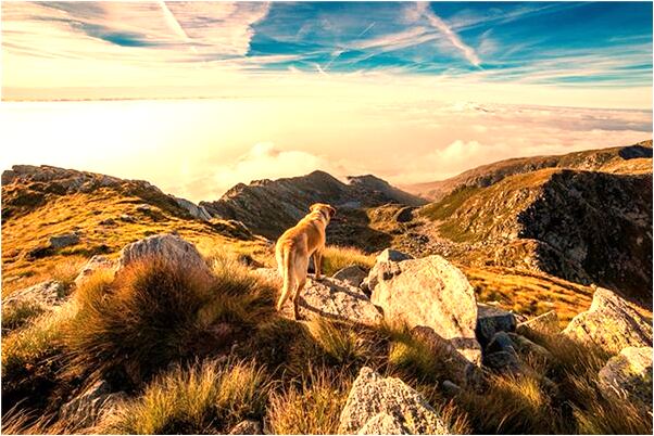 夢見情人的妻子罵自己怎么說_周公解夢官網