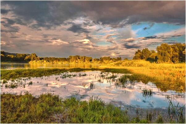 夢見馿和貓好不好_周公解夢官網
