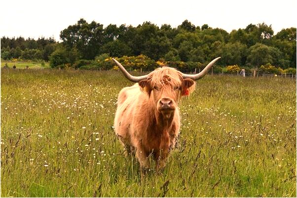 夢到了喜劇明星預示了什麼_周公解夢官網