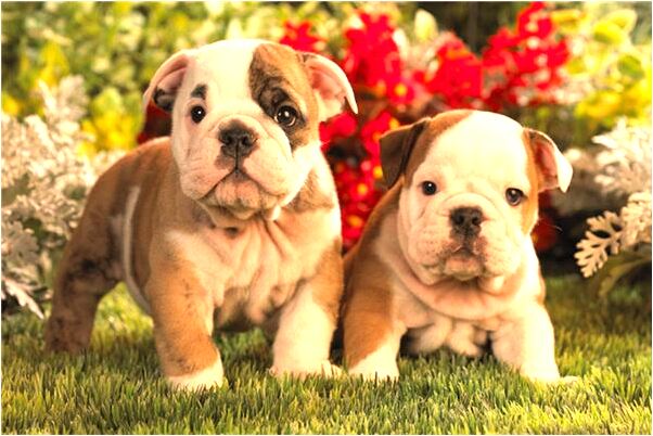 夢見別人送我一塊金表是好的徵兆嗎_周公解夢官網