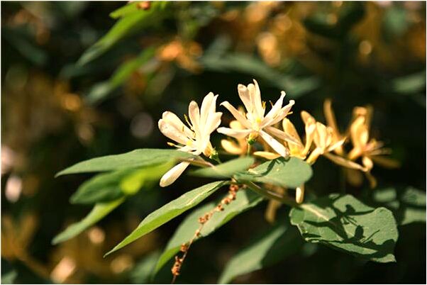 夢到解大便拉出回蟲怎么說_周公解夢官網