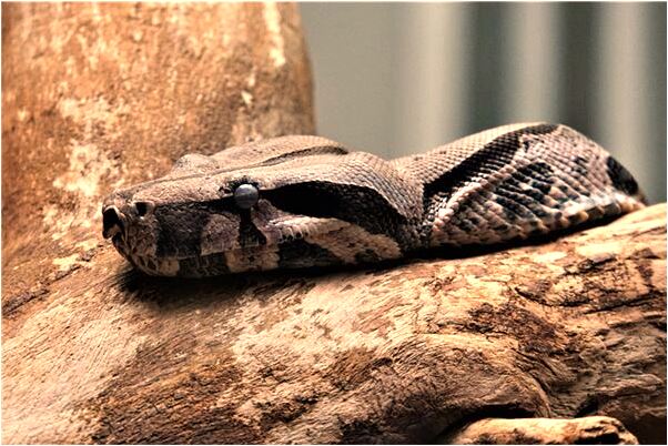 夢到了山塌陷意味什麼_周公解夢官網