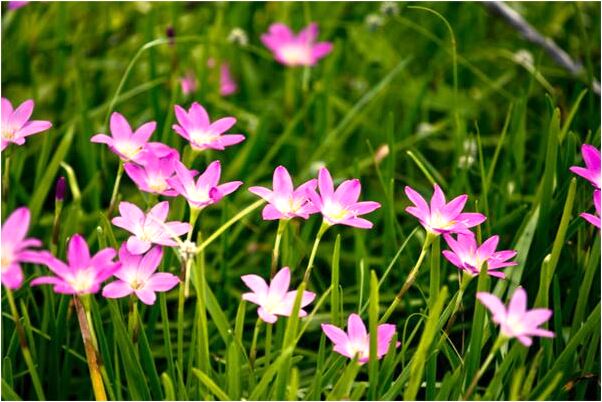 夢見手機掉溝里又撿起來會有什麼預兆_周公解夢官網