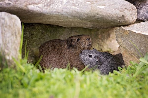 哪年鼠的五行屬水_十二生肖