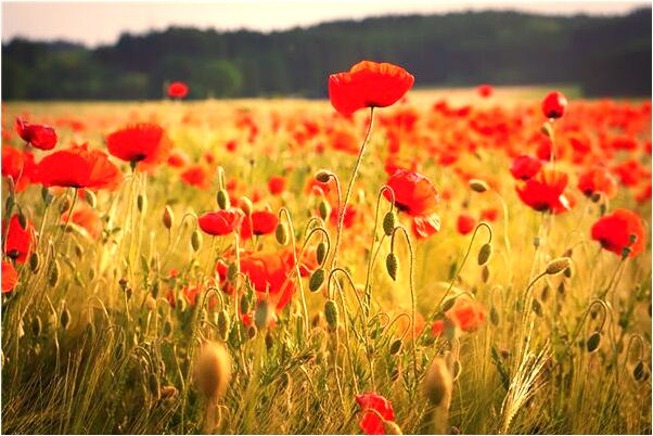 夢到了女副院長是什麼兆頭_周公解夢官網