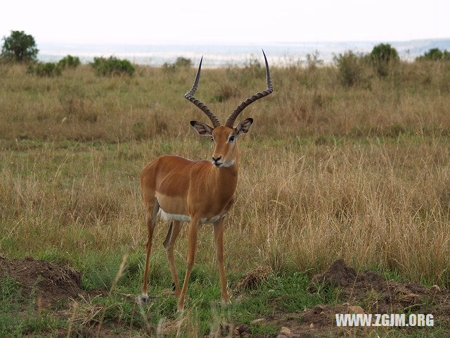 夢見很久沒有見面的人_周公解夢夢到很久沒有見面的人是什麼意思_做夢夢見很久沒有見面的人好不好_周公解夢官網