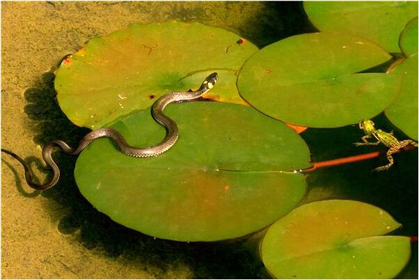 夢到前男友不接電話有什麼寓意嗎_周公解夢官網