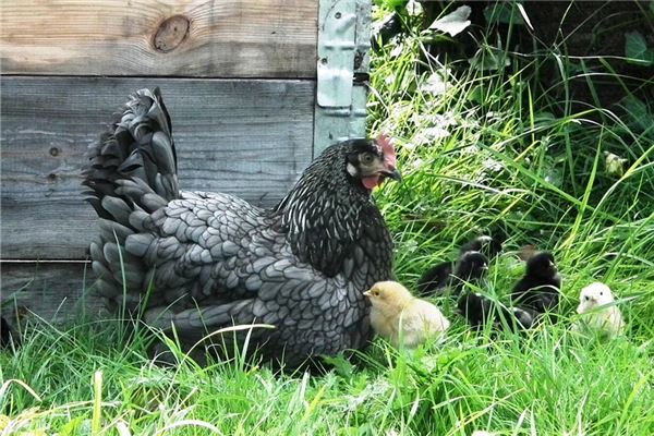 屬雞的今年財運怎樣_十二生肖