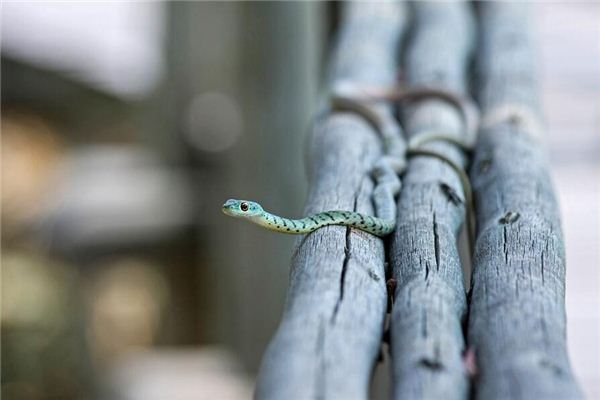 屬相蛇的性格特點_十二生肖