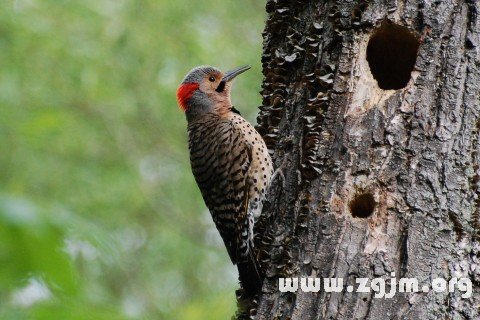 Dream of woodpecker