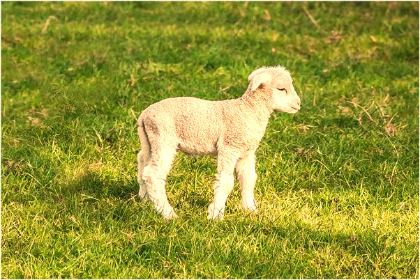 夢見家裡開了很多花什麼寓意_周公解夢官網