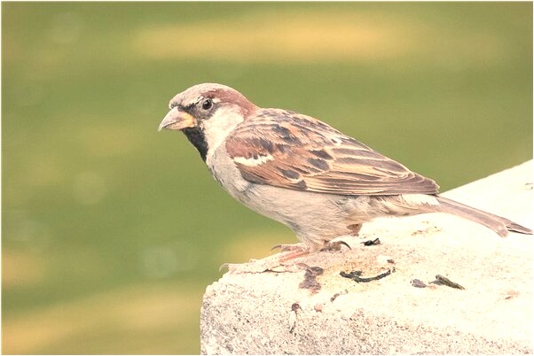 夢到了請輸入解釋有什麼寓意嗎？_周公解夢官網