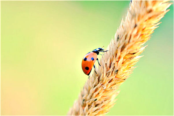 夢見老鼠和女人是啥意思_周公解夢官網
