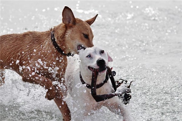 夢到狗咬兒子有什麼徵兆_周公解夢
