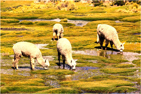 夢見在大樹底下預兆了什麼嗎_周公解夢官網