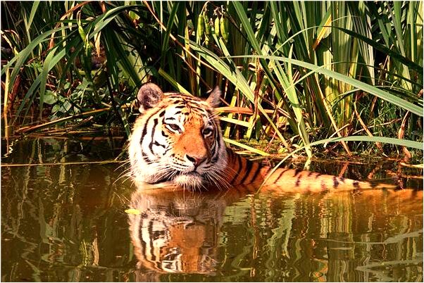 夢到了龍頭進窗戶要喝水會是什麼預兆_周公解夢官網