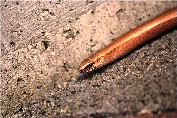 夢到了叫人吃飯有什麼預兆_周公解夢官網