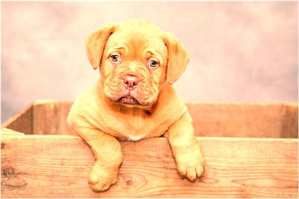 夢見已經去世的人買水是不是好的徵兆呢_周公解夢官網