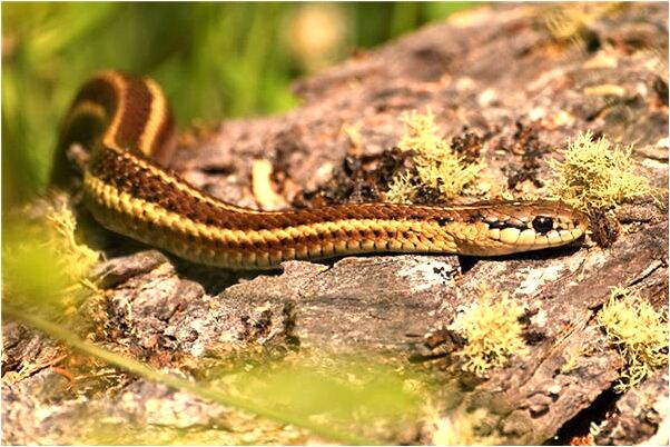 夢到和外國人撕殺會怎么樣_周公解夢官網