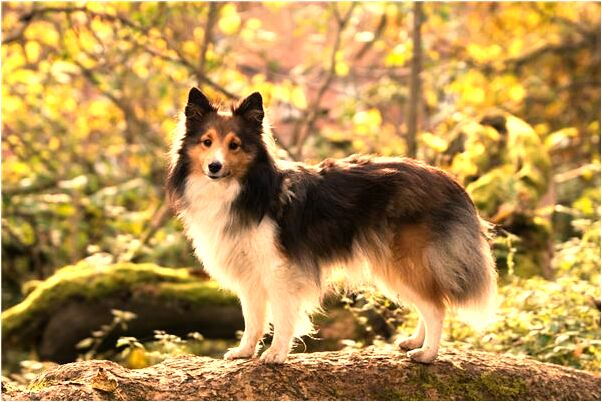 夢到佛像倒著我沒扶是什麼兆頭_周公解夢官網