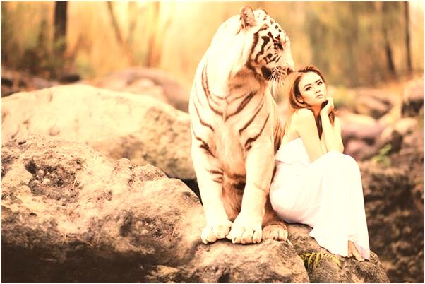 夢見自己爬樹怕被豬咬是凶兆還是吉兆_周公解夢官網