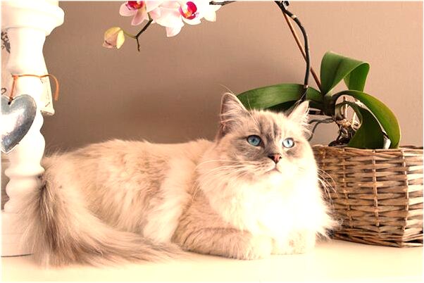 夢到家中房子變了是咋回事_周公解夢官網