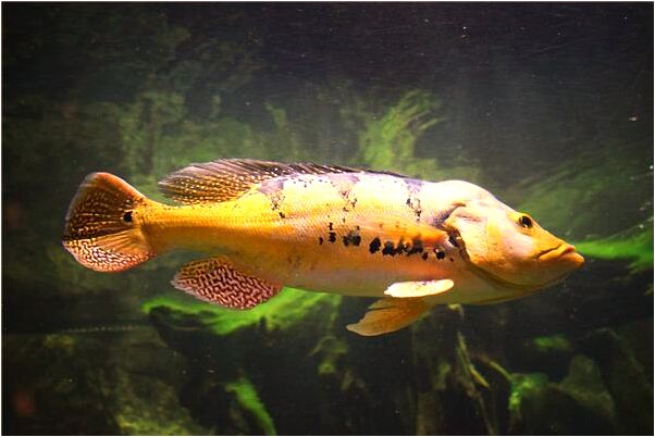 夢到了上司吻我是什麼意思_周公解夢官網