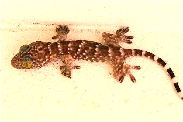 夢見姐姐結婚沒有新郎是什麼意思？_周公解夢官網