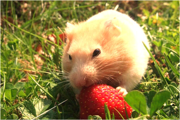 夢到自己把自己的下牙拔掉兩顆是什麼預兆_周公解夢官網