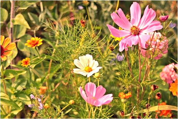 夢到了紫色內褲被熟人拿走了會是什麼預兆_周公解夢官網