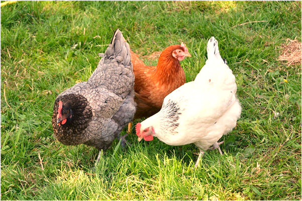 夢見炕上鋪著自己的新褥子是什麼意思_周公解夢官網