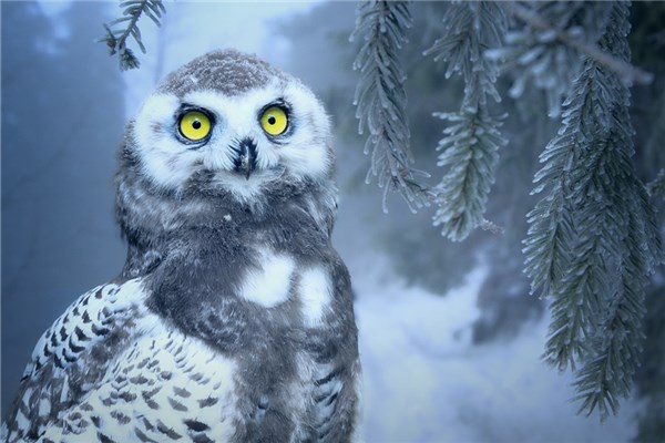 夢見抓貓頭鷹是咋回事_周公解夢