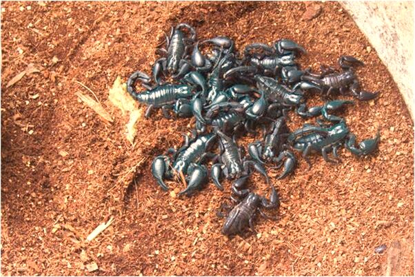 夢見兔子對自己笑有什麼寓意嗎？_周公解夢官網