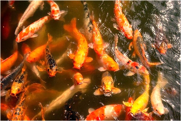 夢見的耳朵嬰兒預示著什麼_周公解夢官網