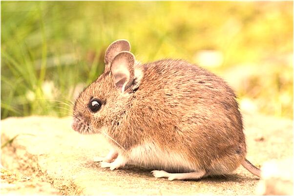 夢見小孩身上長魚鱗意味著什麼_周公解夢官網