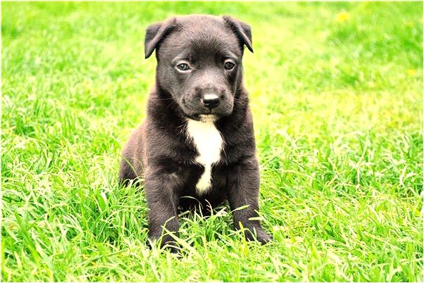 夢見老闆不理我是不是好的徵兆呢_周公解夢官網